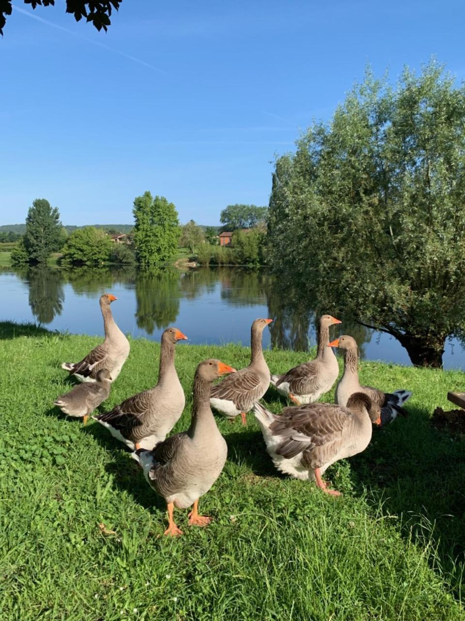 Hotel-Restaurant Cote Rivage Badefols-sur-Dordogne Kültér fotó